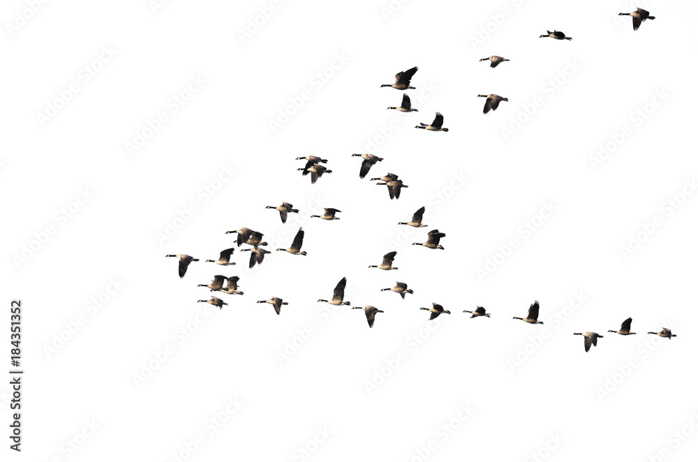 Large Flock of Canada Geese Flying on a White Background