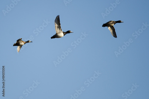 Three Ring-Necked Ducks Flying in a Blue Sky