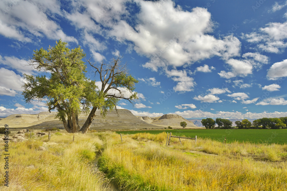 Tree, sky, hills, and fields of Wyoming