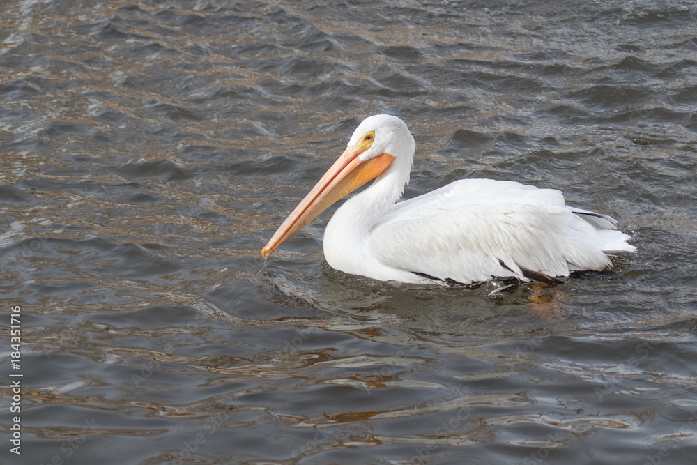 Close-up of an American white pelican floating in the lake Close-up of an American white pelican floating in the lake