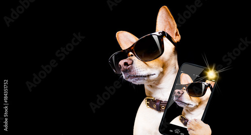 posing dog with sunglasses © Javier brosch