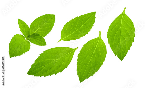 mint leaves isolated