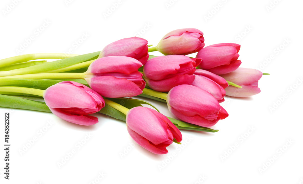 Purple tulips isolated on a pure white background 
