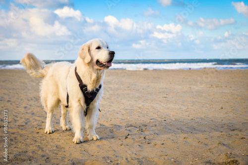 Golden Retriever Dog Standing On The Beach