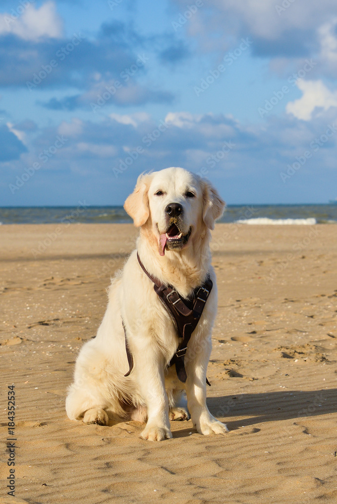 Golden Retriever Dog Standing On The Beach Golden Retriever Dog Standing On The Beach