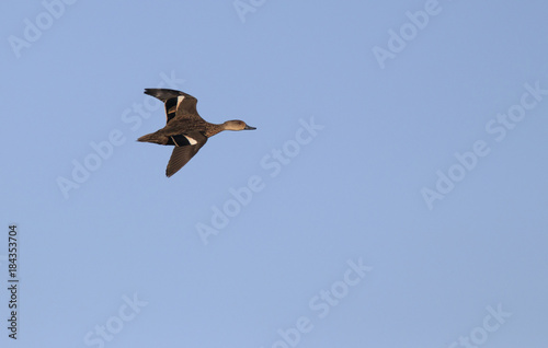 Duck in flight with copy space