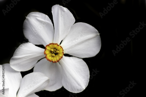 Canvas Print Flower in a paris garden
