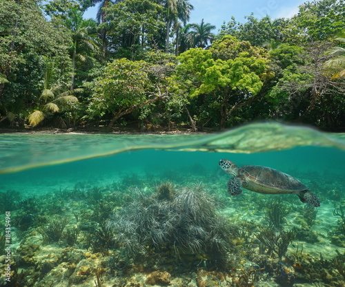 Wild tropical shore over and under water surface with a green sea turtle and soft coral underwater, Caribbean sea
