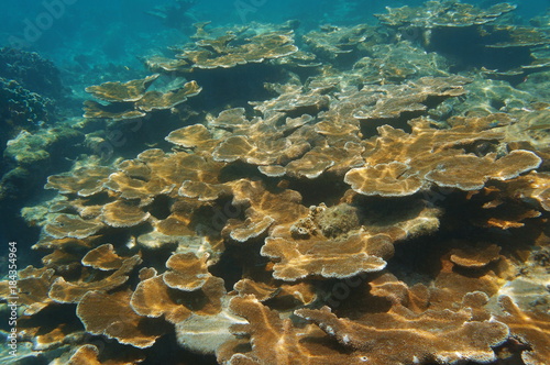 Underwater reef with Elkhorn corals, Key largo, Florida, USA