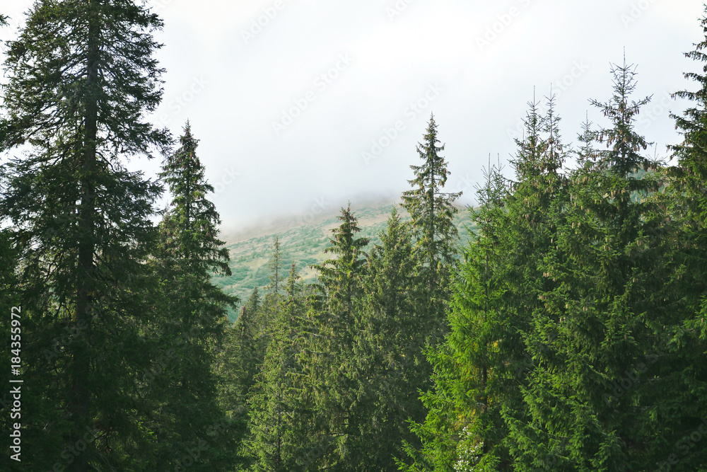 Fototapeta premium Beautiful landscape of mountain forest