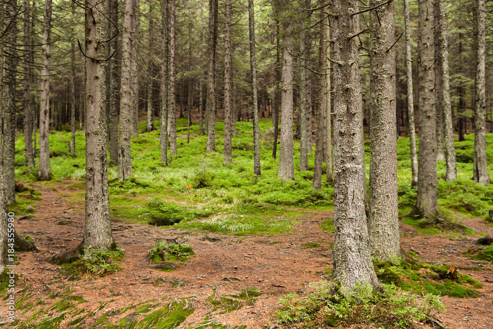 View of beautiful mountain forest View of beautiful mountain forest