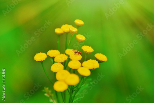 Wildflower with insect on b...