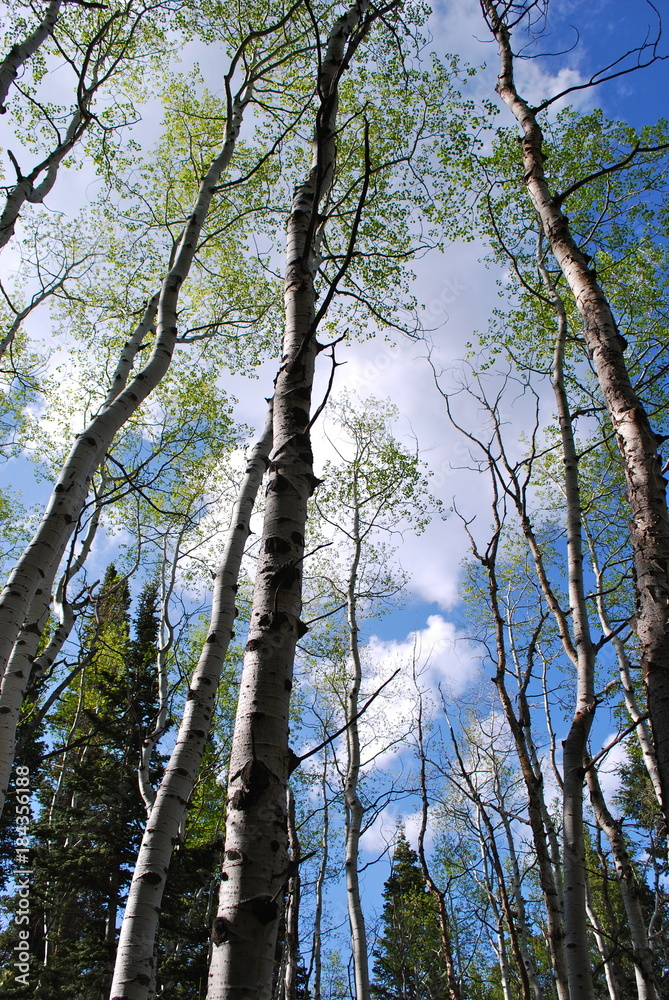 Fototapeta premium Aspen Trees Spiraling Up 