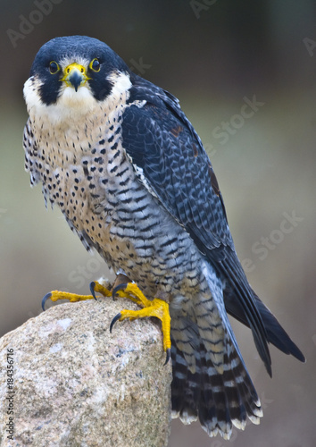 Peregrine Falcon