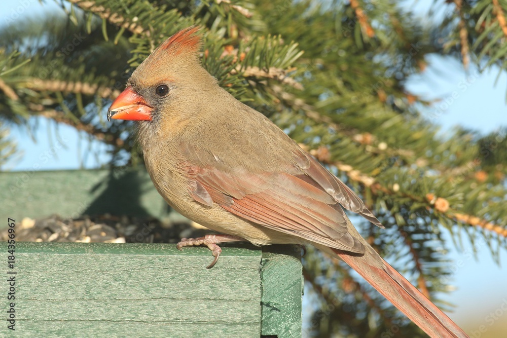Female Northern Cardinal (cardinalis) on a Feeder Female Northern Cardinal (cardinalis) on a Feeder