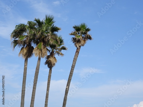 palm trees and blue sky