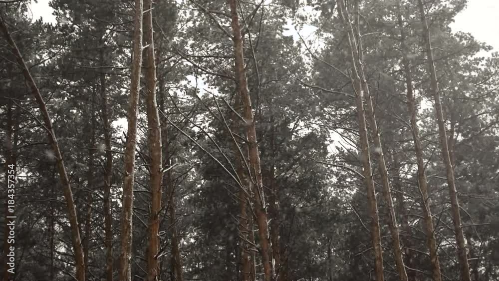 Heavy snowflakes falling in the pine woods in the winter daylight. Trees background with the thick snow in the deserted area by the road Heavy snowflakes falling in the pine woods in the winter daylight. Trees background with the thick snow in the deserted area by the road