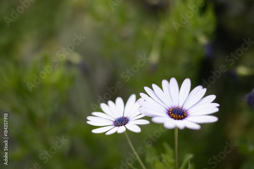 background of two daisies