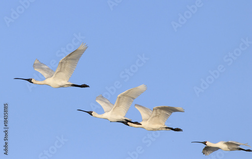 Royal Spoonbill birds in flight with blue sky