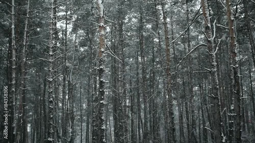 Heavy snowflakes falling in the pine woods in the winter daylight. Trees background with the thick snow in the deserted area by the road