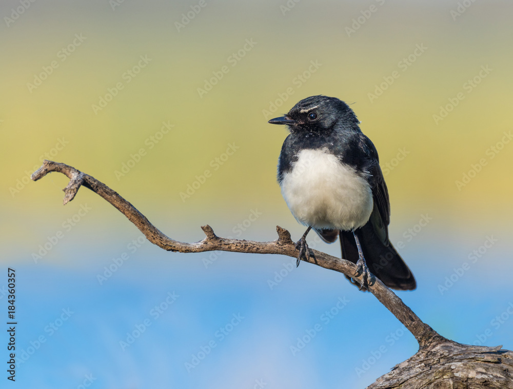 Willie Wagtail