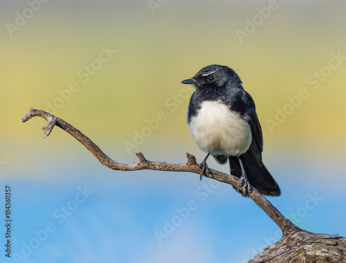 Willie Wagtail