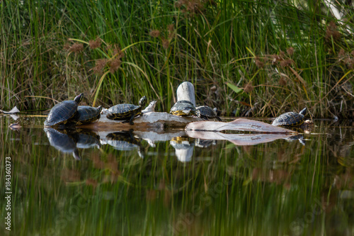 Pond slider turtles bask in the warming sun of Agua Caliente Park in Tucson, Arizona.