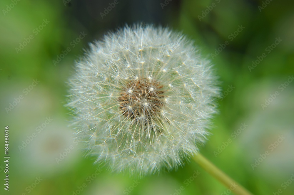 Dandelion Dandelion