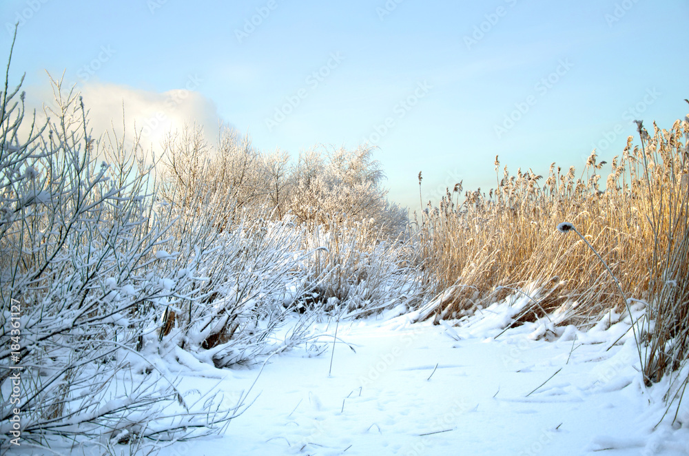 winter forest covered with frost winter forest covered with frost