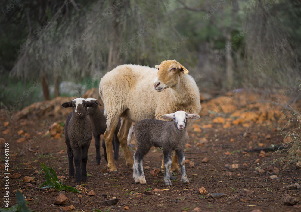 Obraz premium Winter Lambs and Ewe in Olive Grove