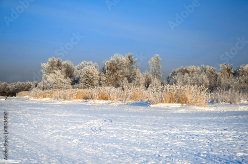 winter forest covered with frost