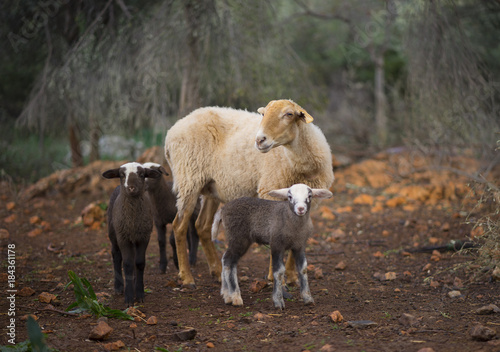 Winter Lambs and Ewe in Olive Grove