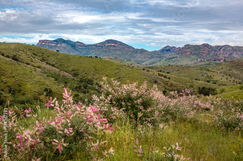 A bountiful Monsoon Season drape the Pajarito Mountains in grass and wildflowers. Tumacacori Highlands of southern Arizona.
