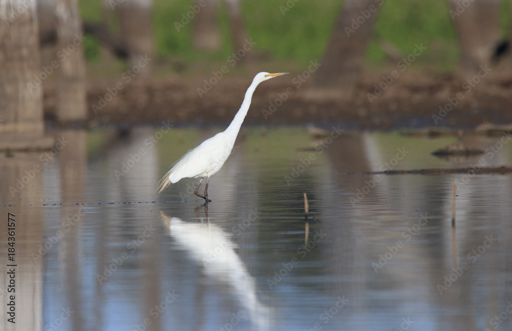 Great Egret wading in shallow water wetland Great Egret wading in shallow water wetland