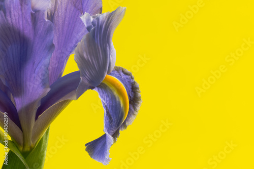 Fototapeta Naklejka Na Ścianę i Meble -  Close up of purple iris on yellow background