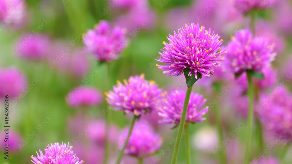 The background image of the colorful flowers, background nature, 4K The background image of the colorful flowers, background nature, 4K