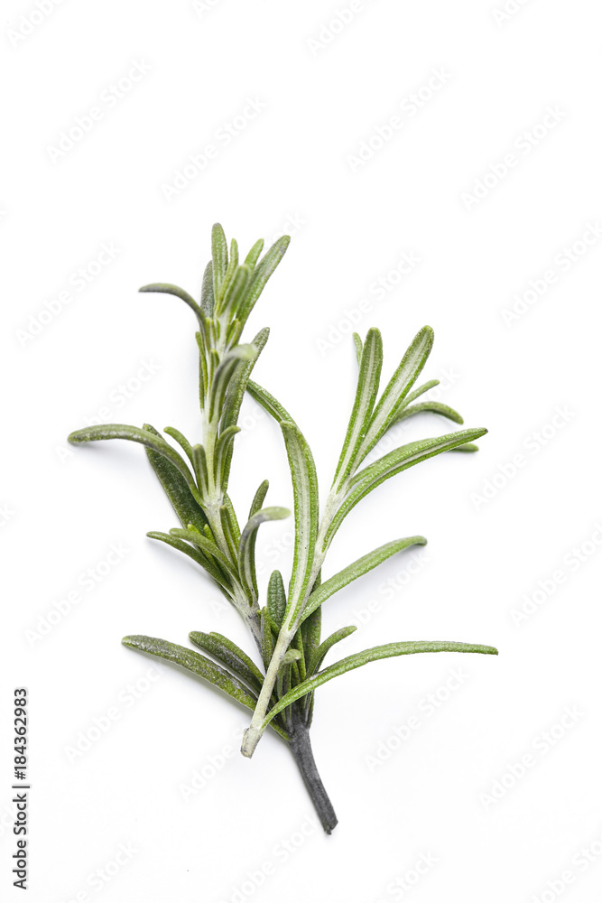 rosemary herb closeup on white background