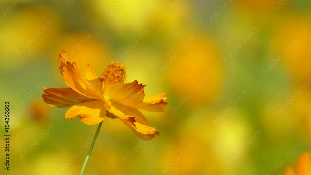 The background image of the colorful flowers, background nature, 4K The background image of the colorful flowers, background nature, 4K