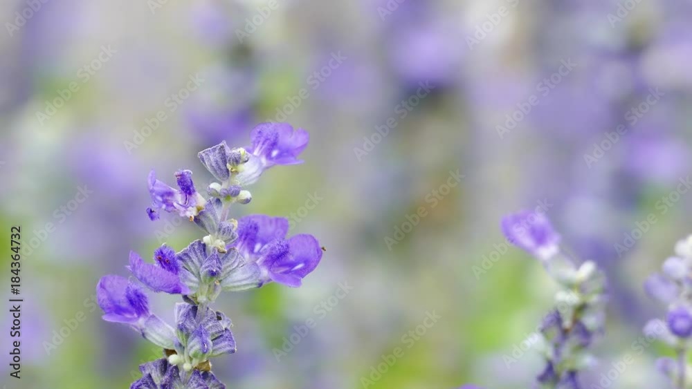 The background image of the colorful flowers, background nature, 4K The background image of the colorful flowers, background nature, 4K