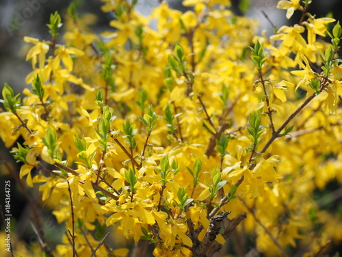 Forsythia