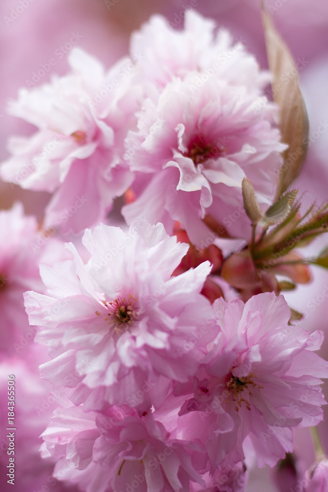 Soft Image of Pink Spring Flowers Soft Image of Pink Spring Flowers