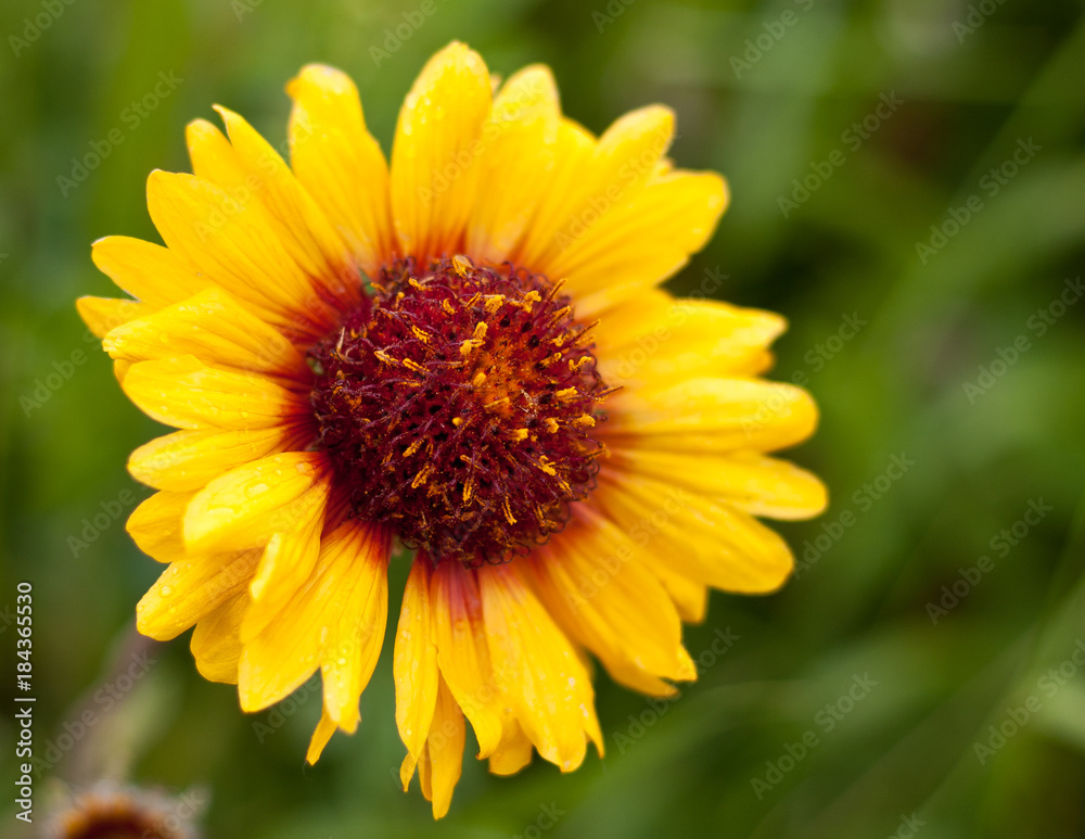 Macro Image of Yellow Wild Flower Macro Image of Yellow Wild Flower