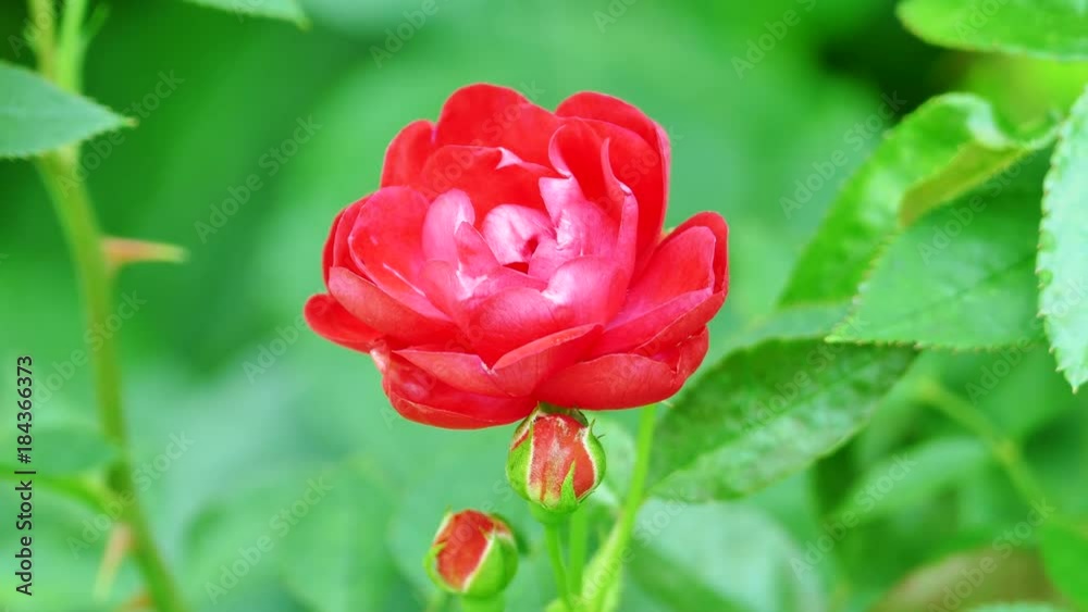 The background image of the colorful flowers, background nature, 4K The background image of the colorful flowers, background nature, 4K