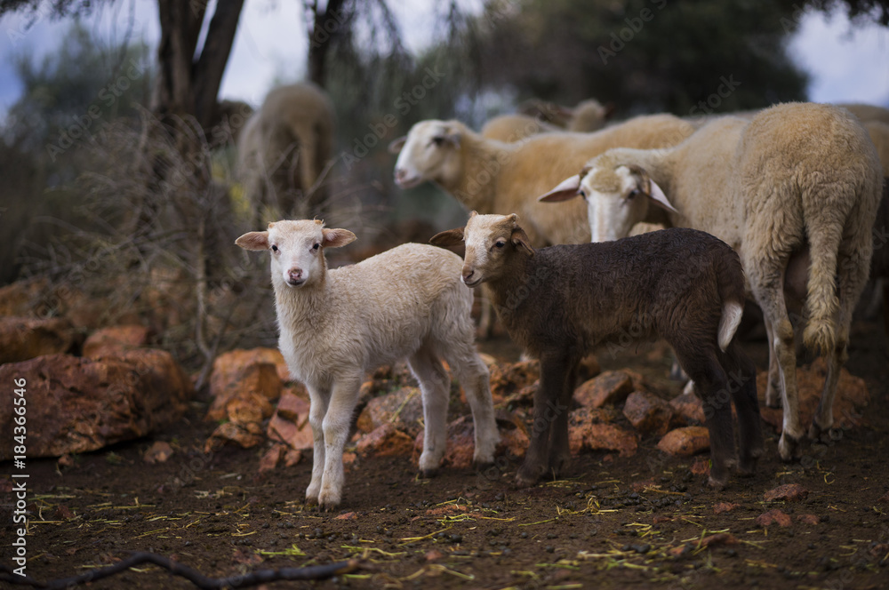 Naklejka premium Winter Lambs and mother ewe in Olive Grove