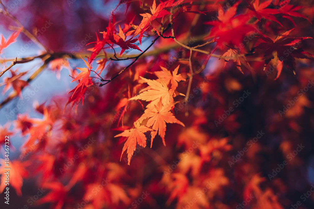 Red maple leaves in autumn season with blue sky blurred background, taken from Japan. Red maple leaves in autumn season with blue sky blurred background, taken from Japan.