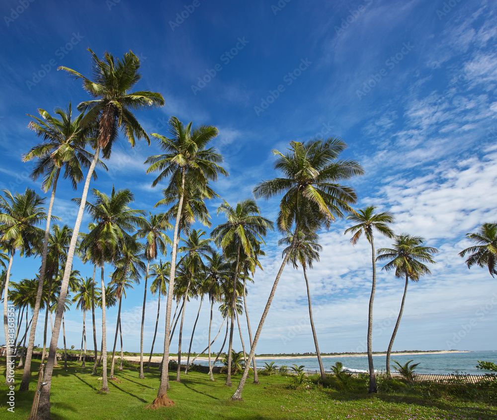 Palm tree over horizon in tropic landscape