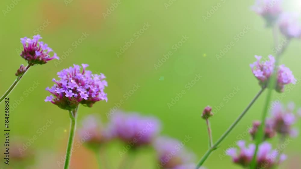 The background image of the colorful flowers, background nature, 4K The background image of the colorful flowers, background nature, 4K