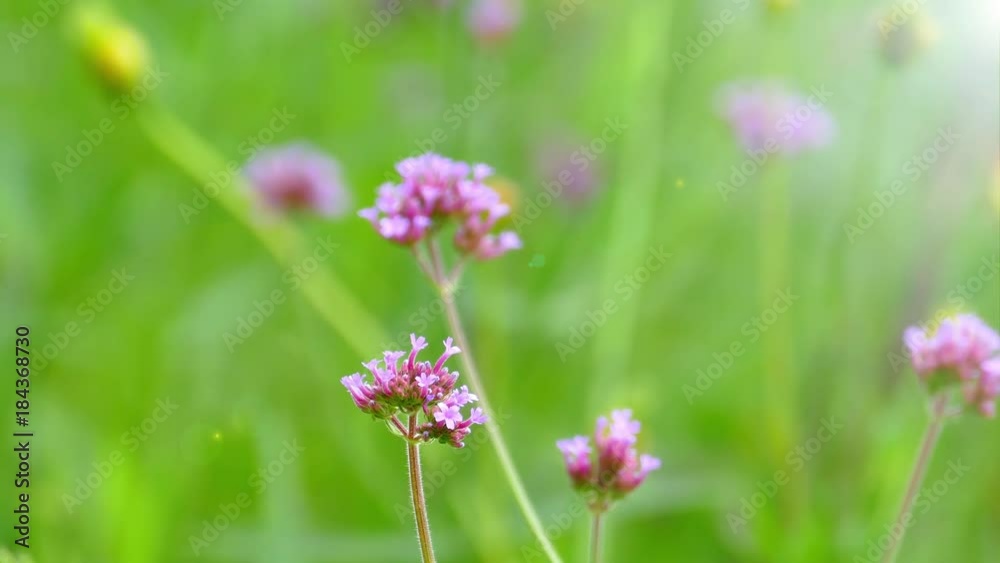 The background image of the colorful flowers, background nature, 4K