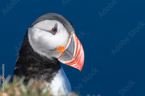 Puffin enjoys a beautiful day on the Langanes Peninsula in North Iceland © Tabor Chichakly