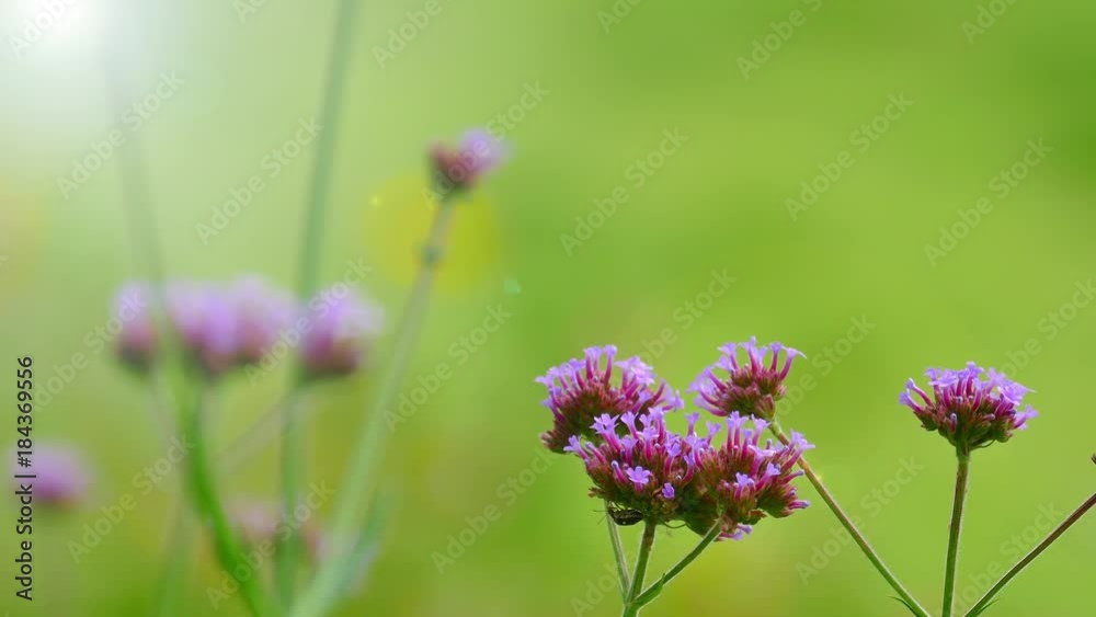 The background image of the colorful flowers, background nature, 4K The background image of the colorful flowers, background nature, 4K